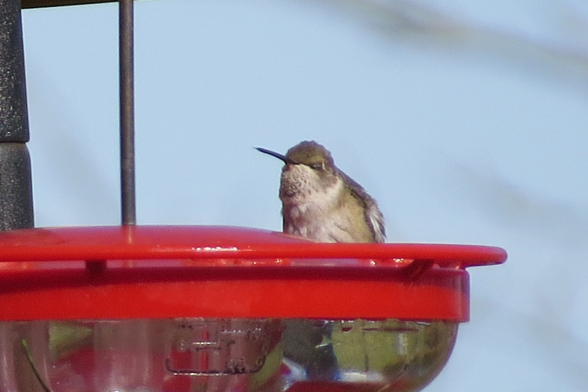 Black-chinned Hummingbird - ML280608251