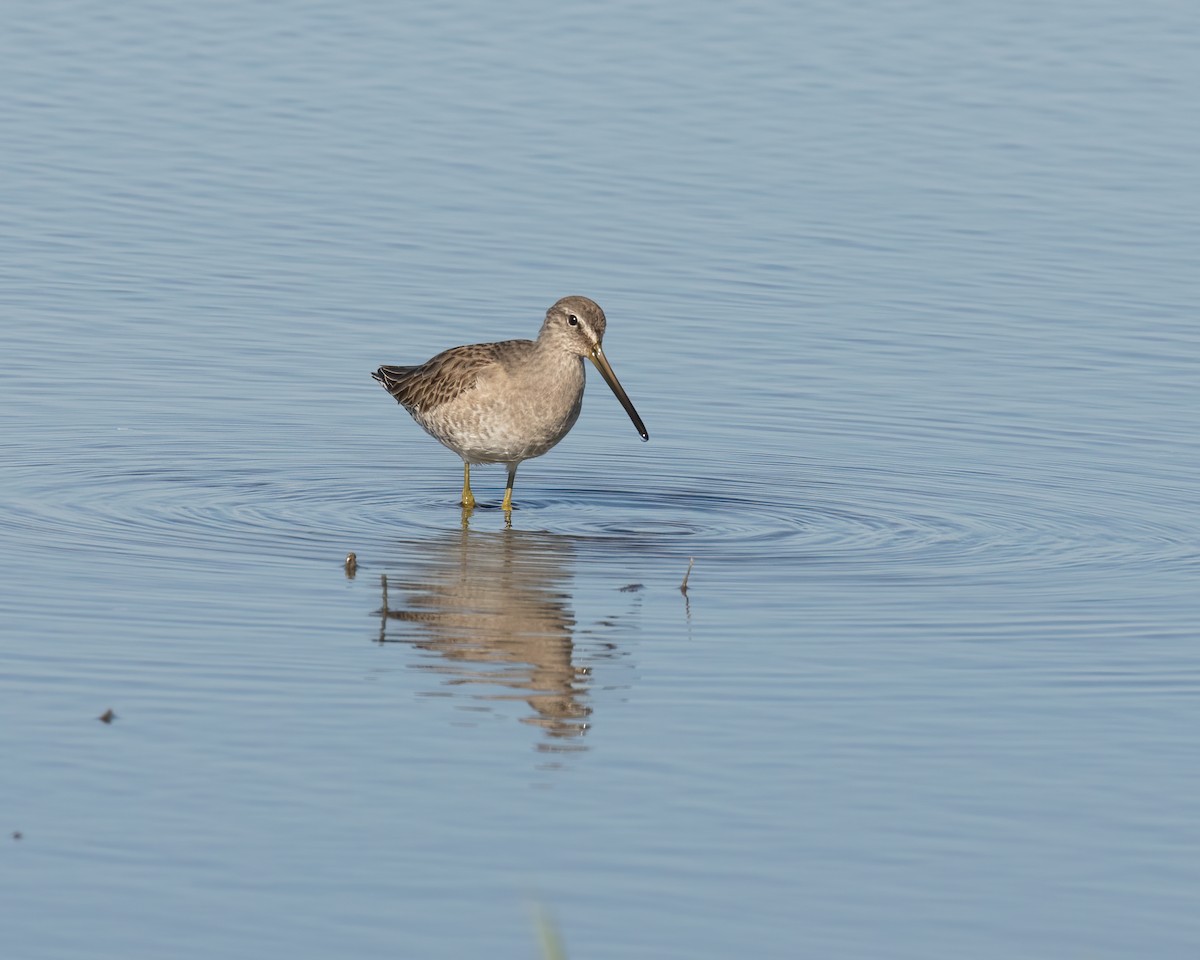 Long-billed Dowitcher - ML280614811