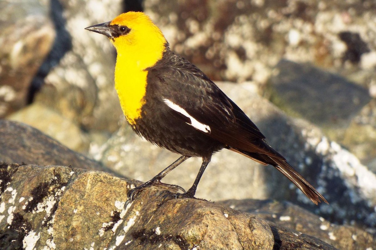 Yellow-headed Blackbird - ML28061901