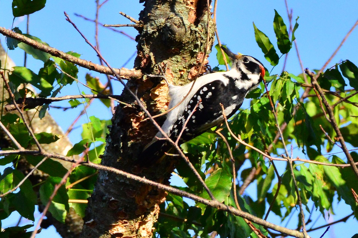 Hairy Woodpecker (Eastern) - Bill Elrick
