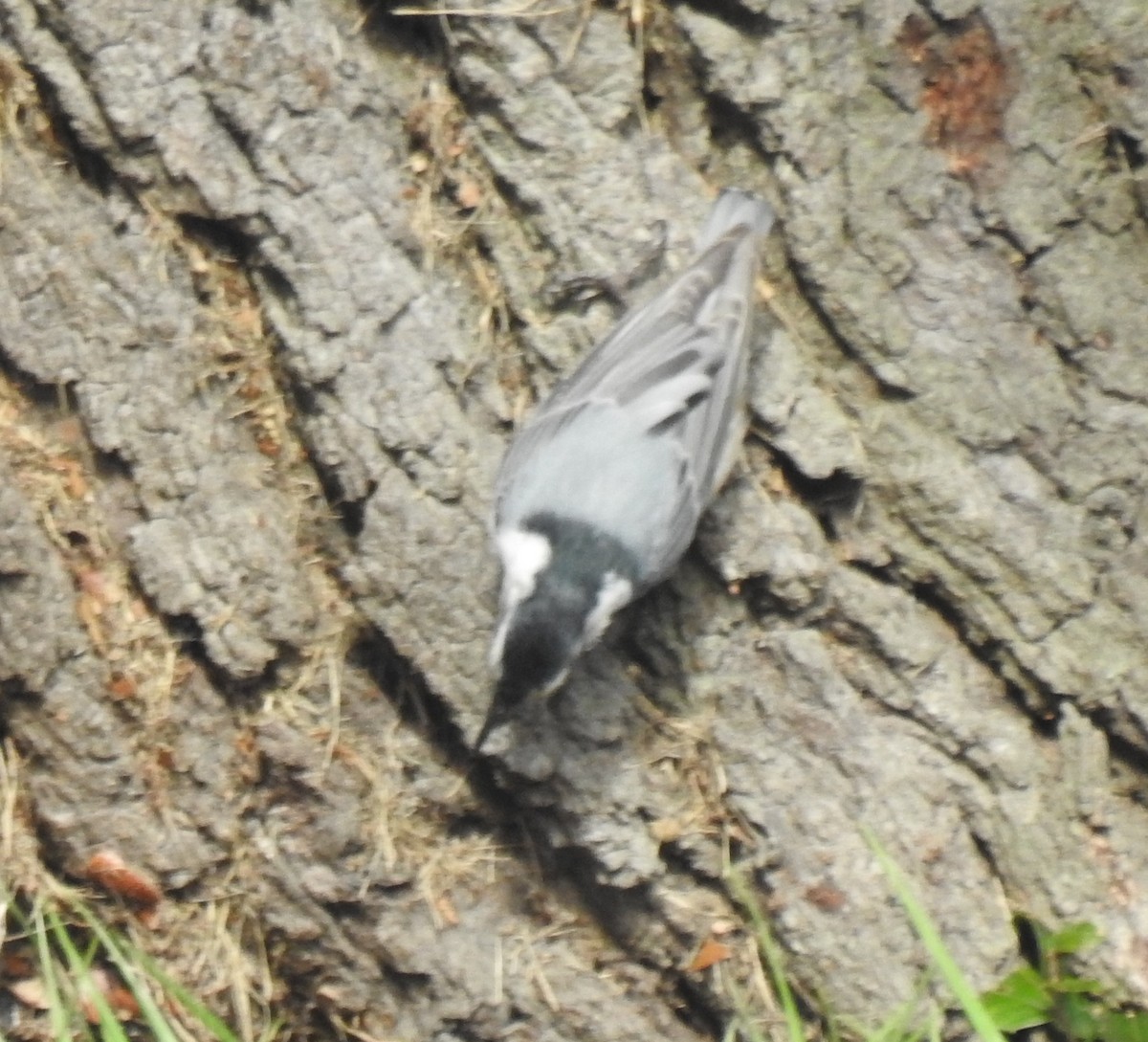 White-breasted Nuthatch - Harry Colestock