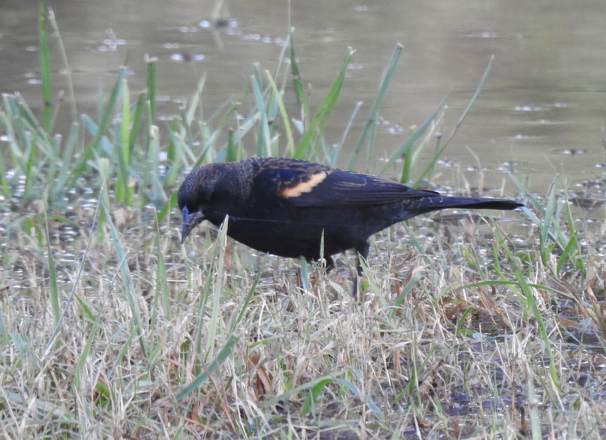 Red-winged Blackbird - Harry Colestock