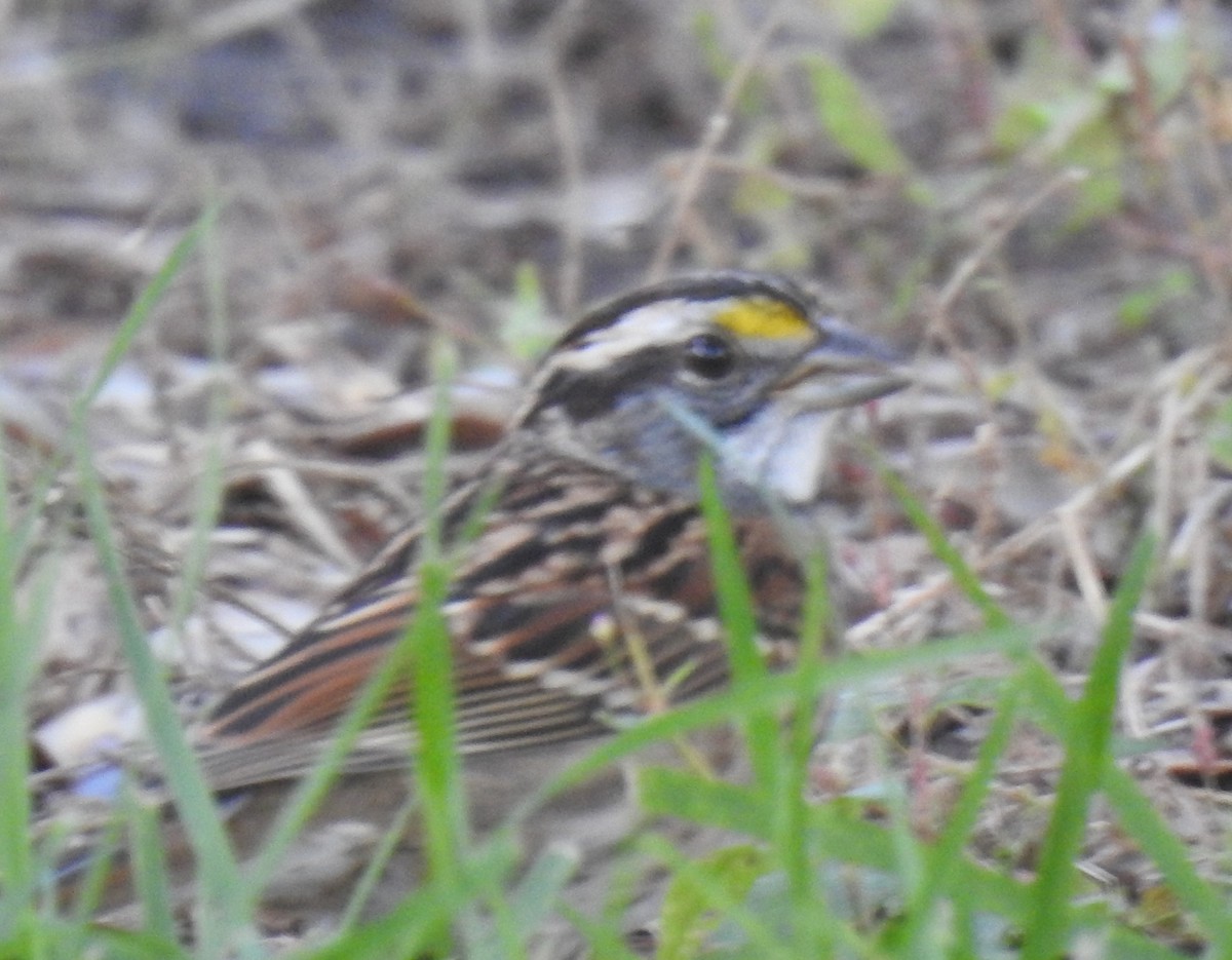 White-throated Sparrow - Harry Colestock