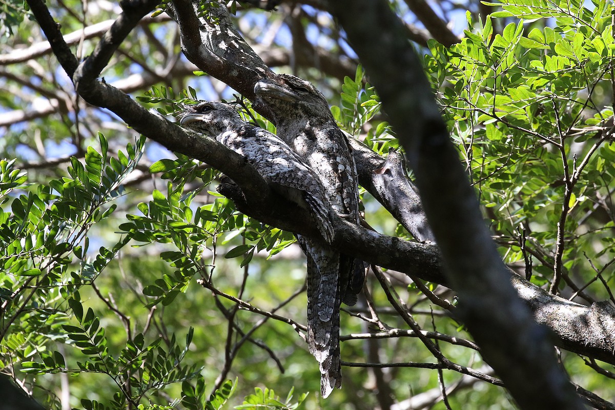 Papuan Frogmouth - ML280621181