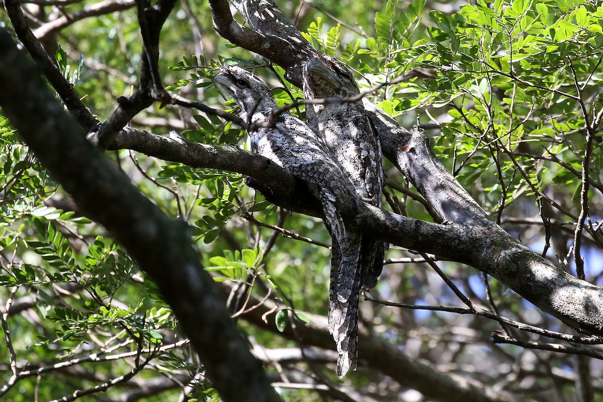 Papuan Frogmouth - ML280621191
