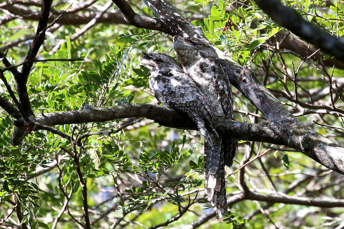 Papuan Frogmouth - ML280621211