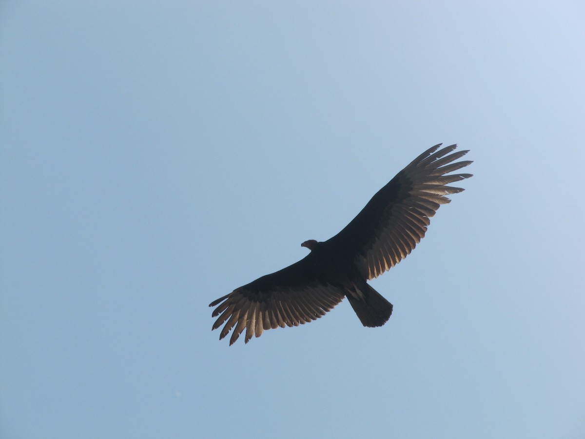 Turkey Vulture - Jose Martinez De Valdenebro