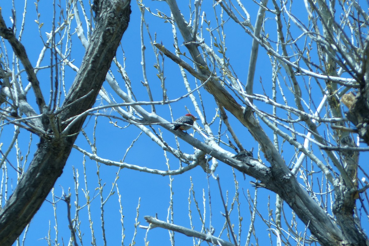 Red-bellied Woodpecker - ML28062481