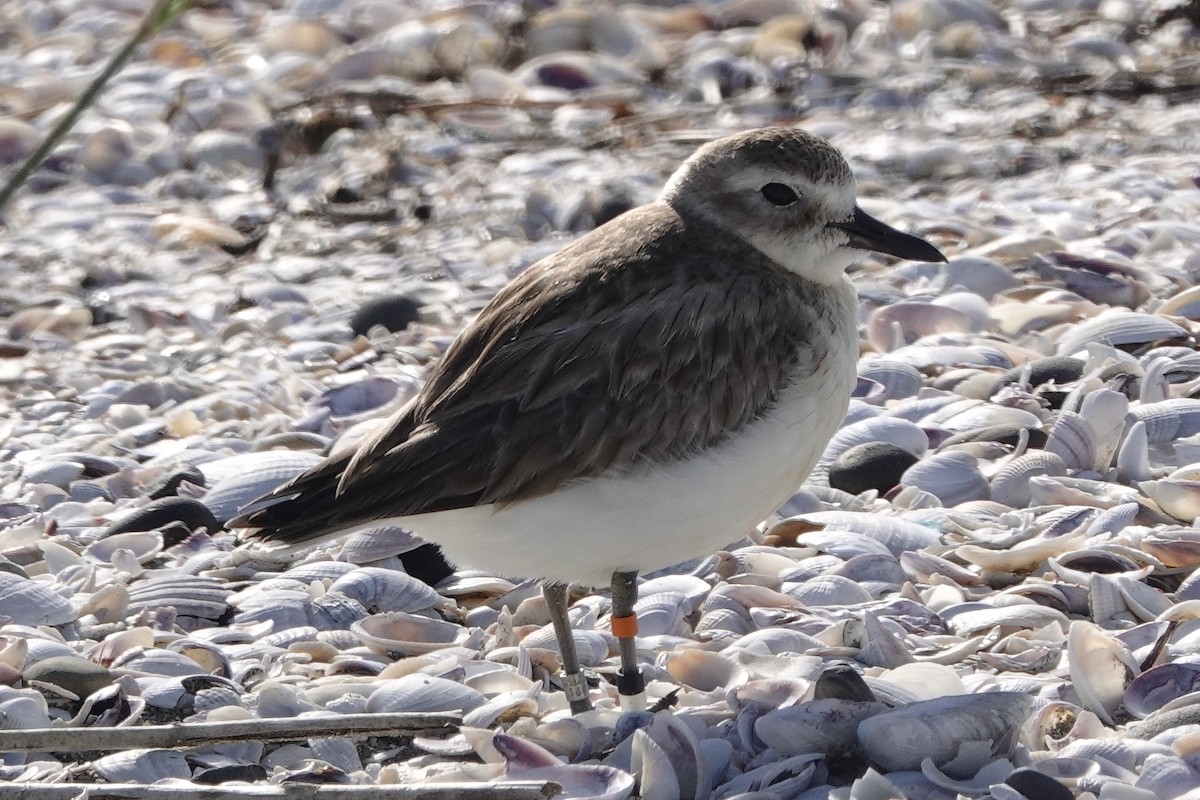 Red-breasted Dotterel - ML280630231