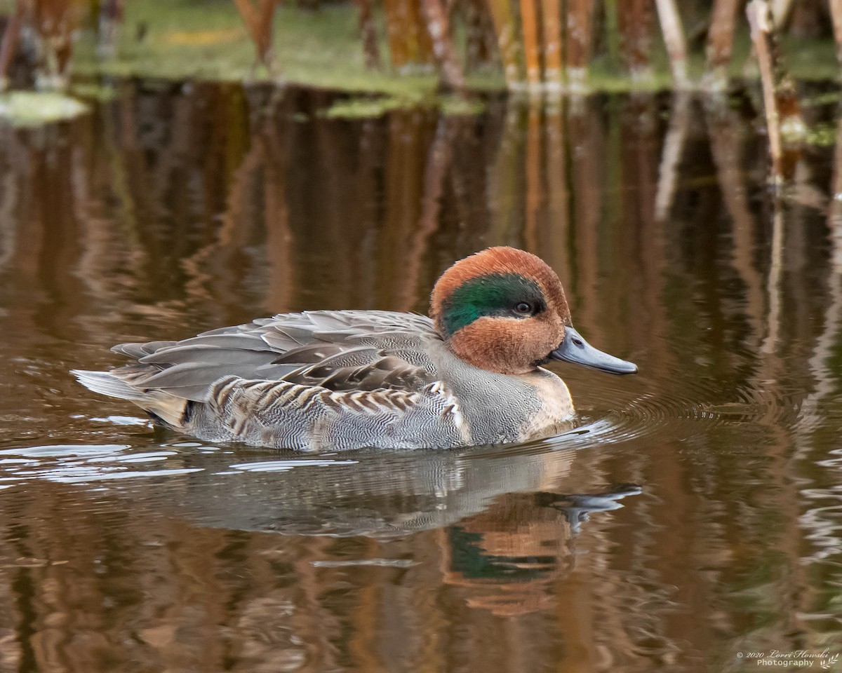 Green-winged Teal - ML280634401