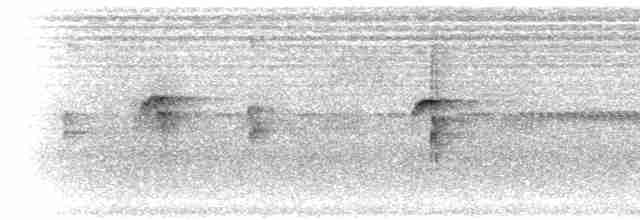 Ошейниковая щурка - ML280635