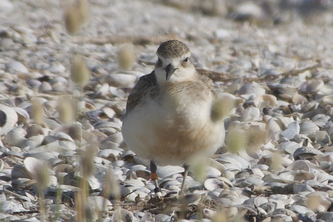 Red-breasted Dotterel - ML280635611