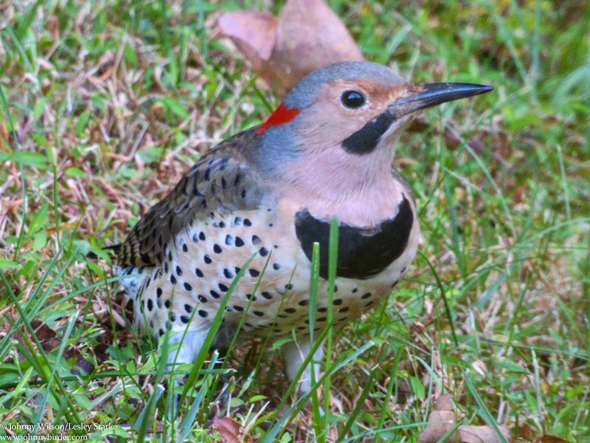 Northern Flicker (Yellow-shafted) - ML280638971