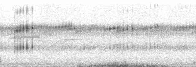 svartryggvarsler (marwitzi) (tanzaniavarsler) - ML28064