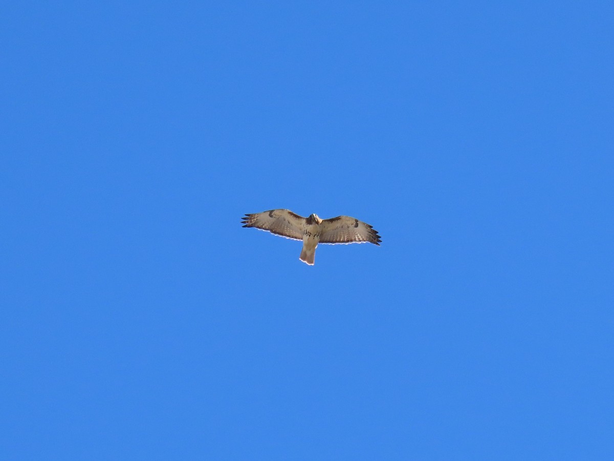 Red-tailed Hawk - ML280640741