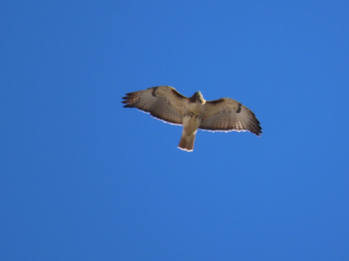 Red-tailed Hawk - ML280640841