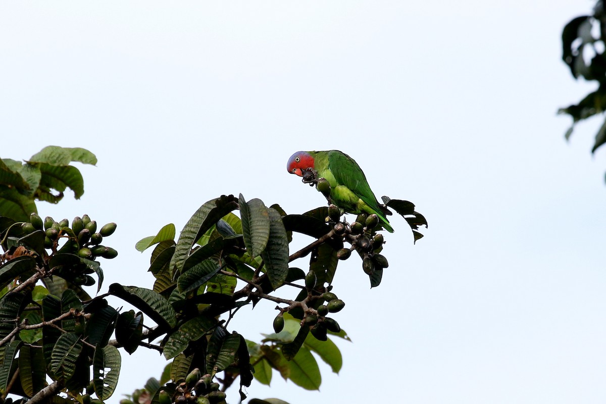 Red-cheeked Parrot - ML280644851