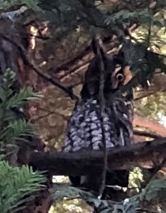Long-eared Owl - ML280645241