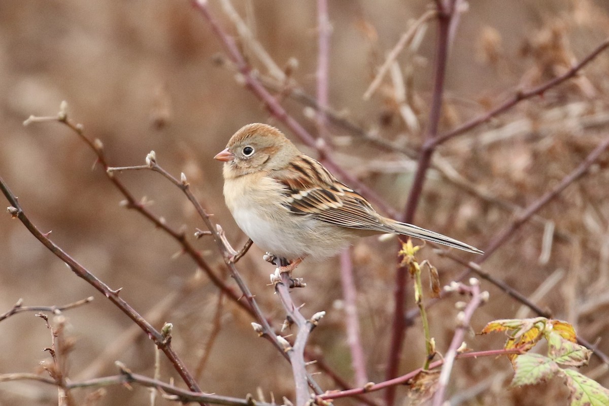 Field Sparrow - ML280645481