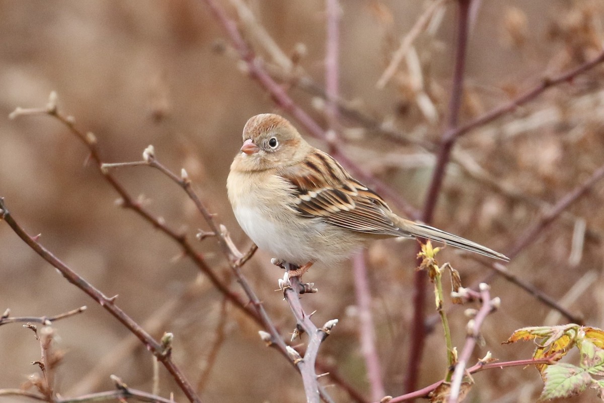 Field Sparrow - ML280645511