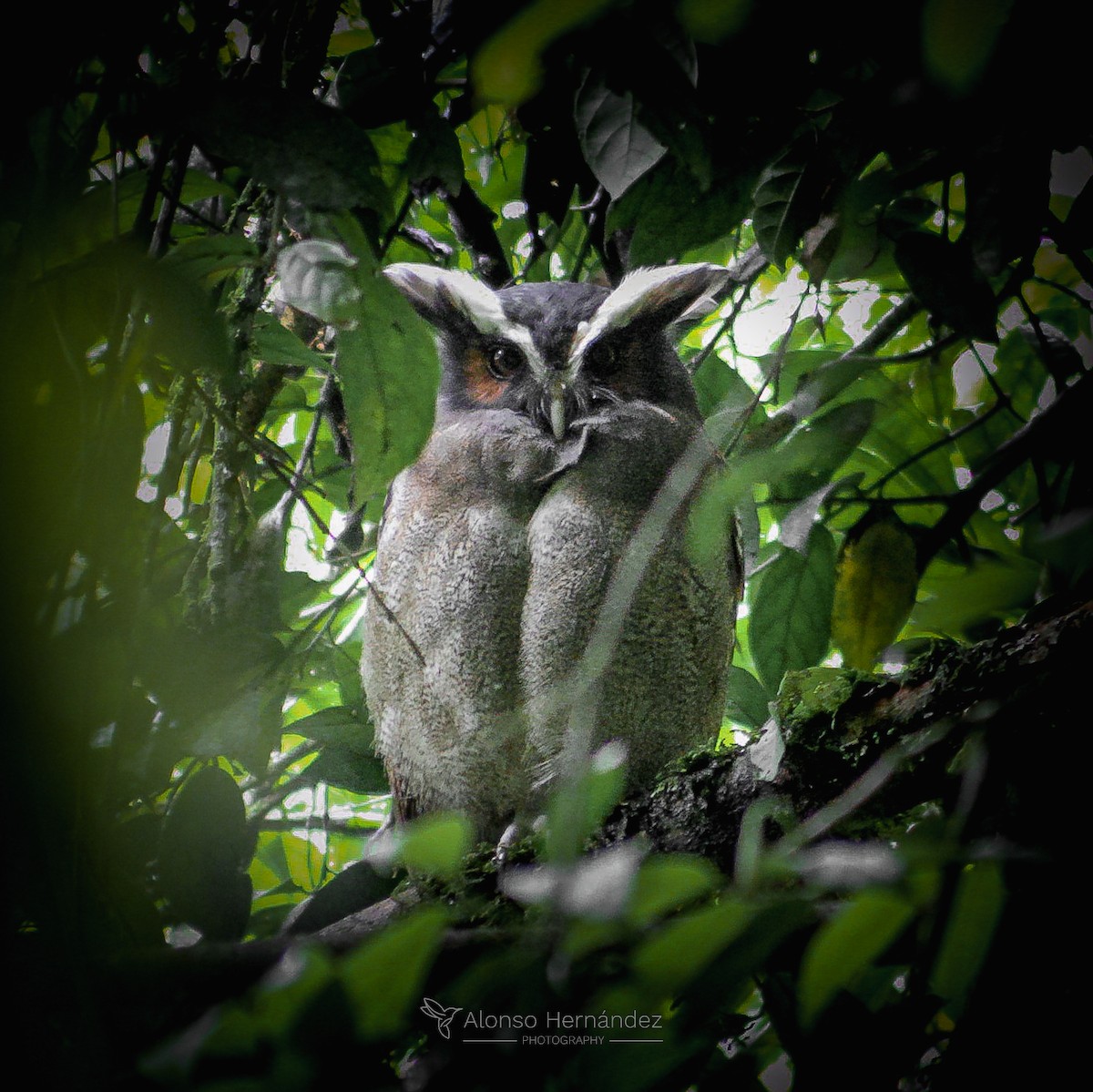 Crested Owl - Alonso Hernández Bermúdez