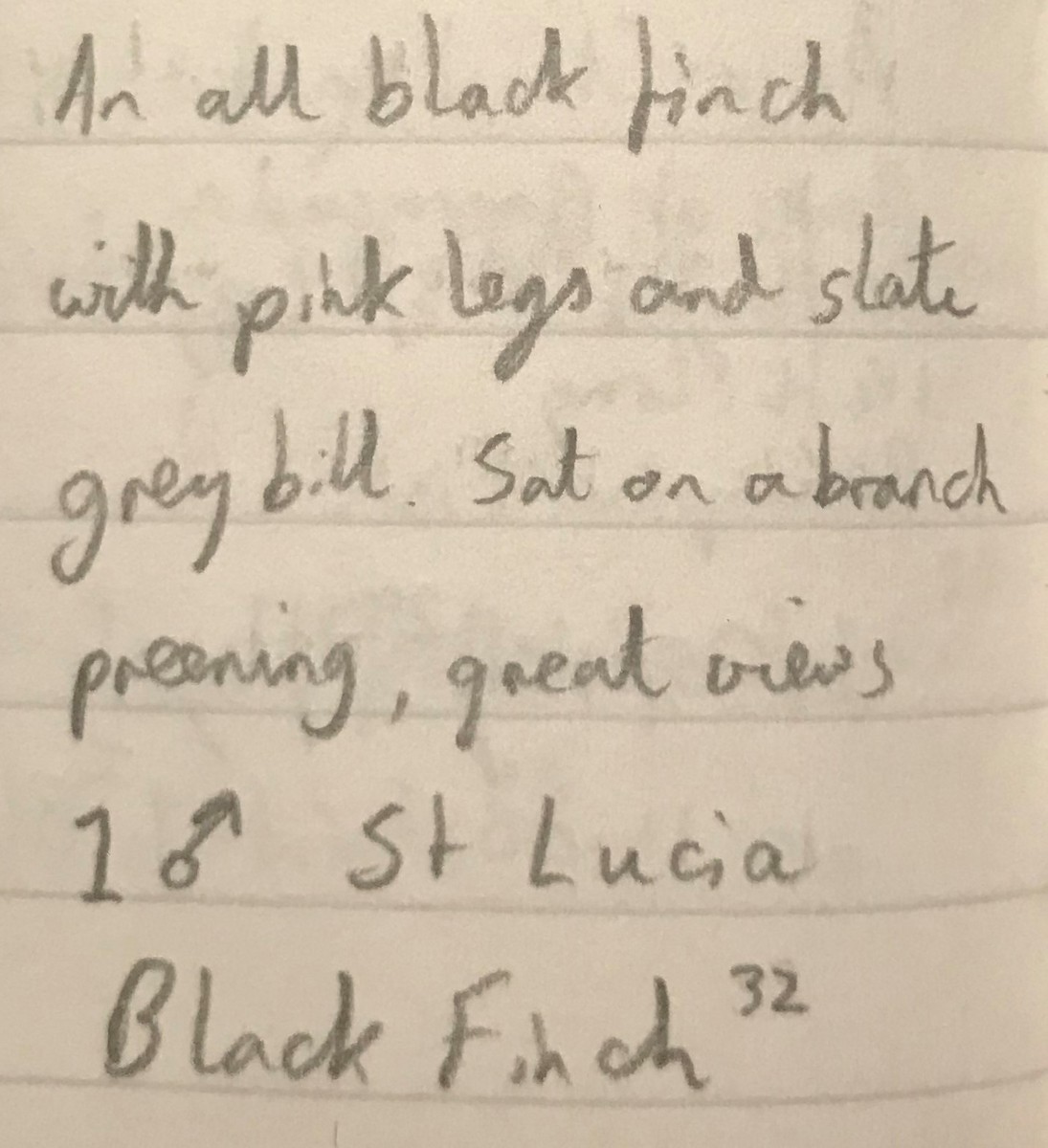 St. Lucia Black Finch - ML280648651