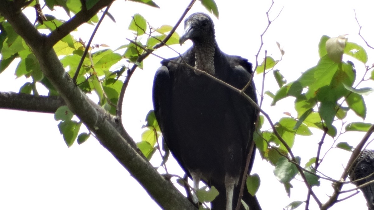 Black Vulture - ML280648961