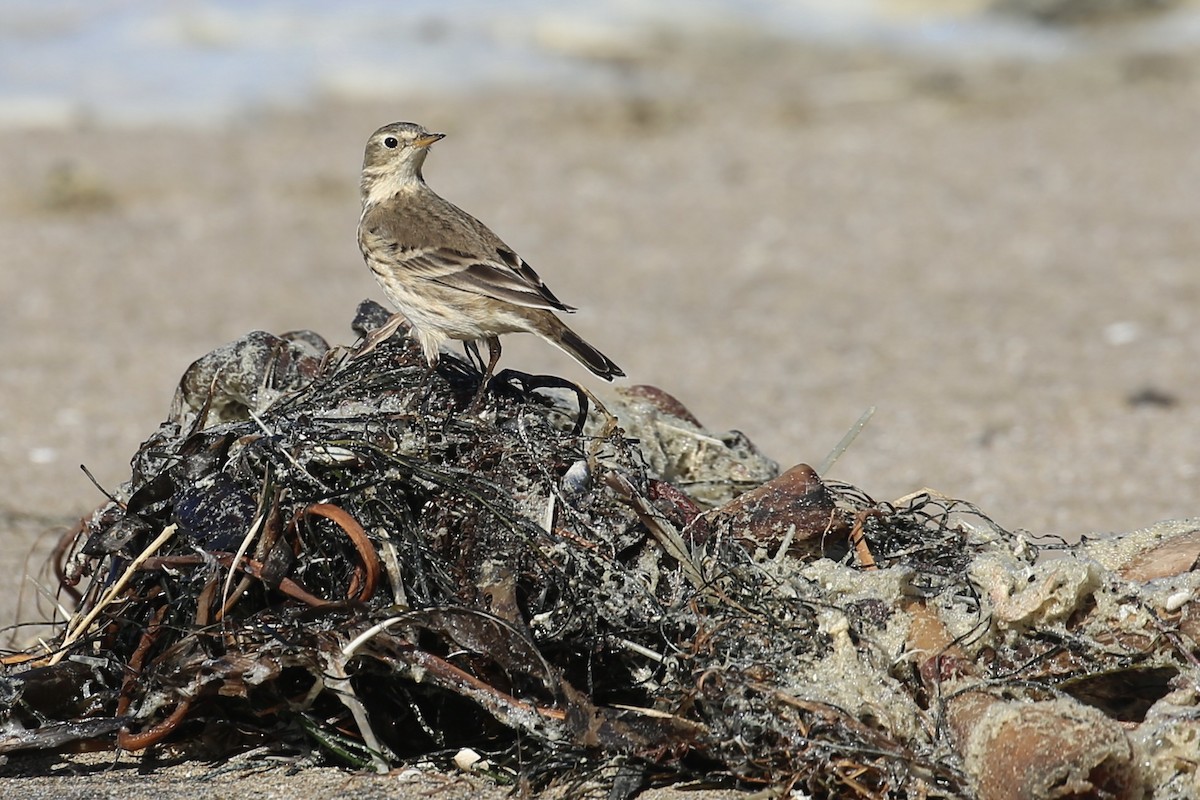 American Pipit - Keith Gress