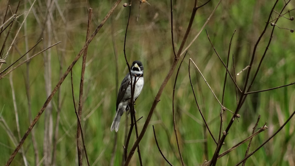 Double-collared Seedeater - ML280649671