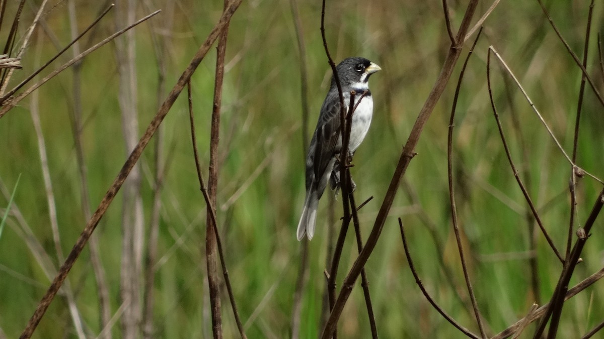 Double-collared Seedeater - ML280649691
