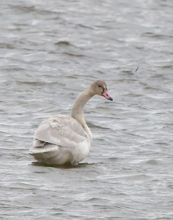 Tundra Swan, ML280650531
