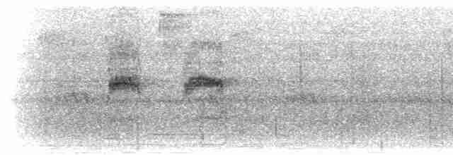 Ak Kulaklı Barbet - ML280655
