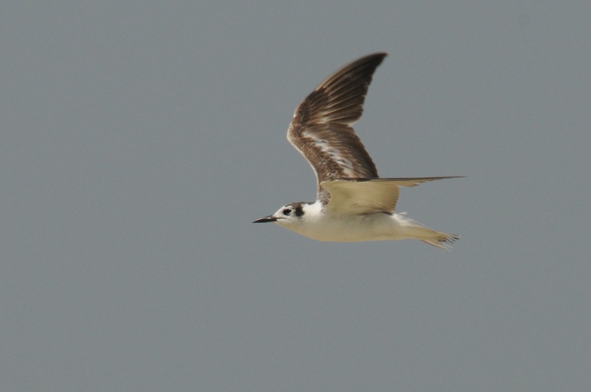 White-winged Tern - Nick Hart