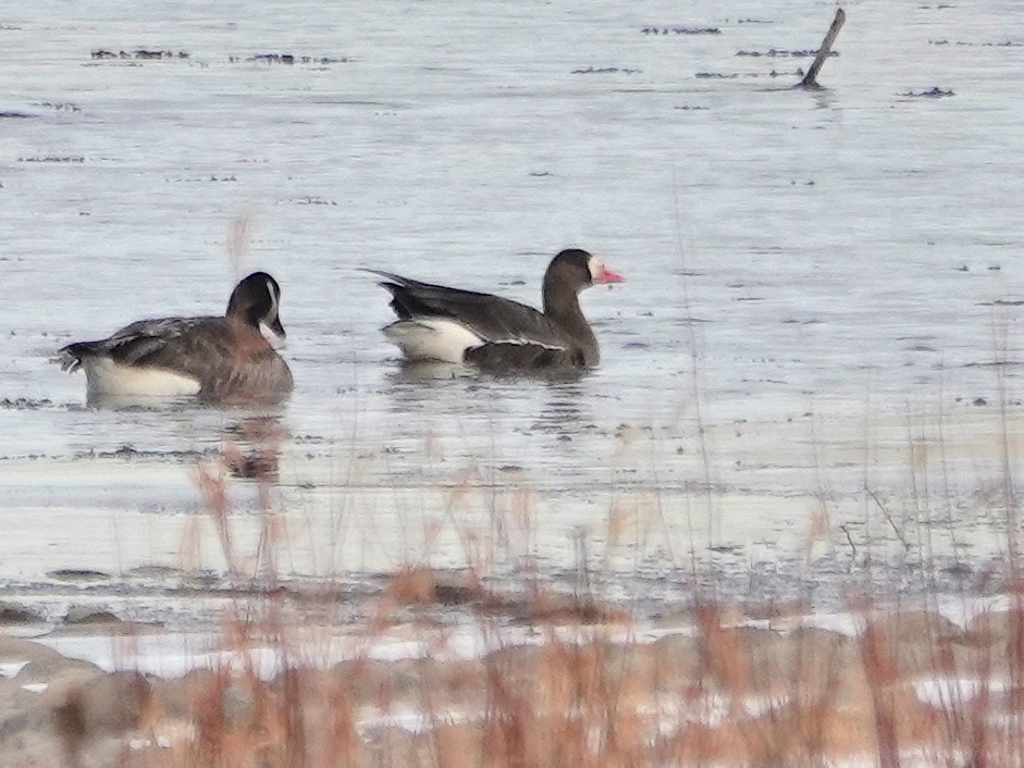 Greater White-fronted Goose - ML280658011