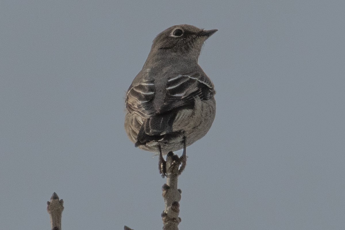 Townsend's Solitaire - ML280662811