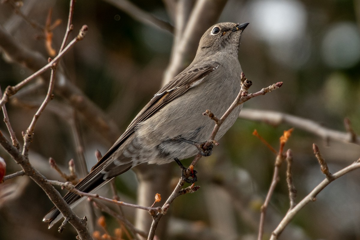 Townsend's Solitaire - ML280662861