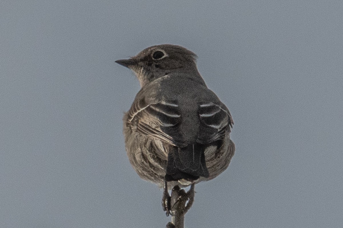 Townsend's Solitaire - ML280662901
