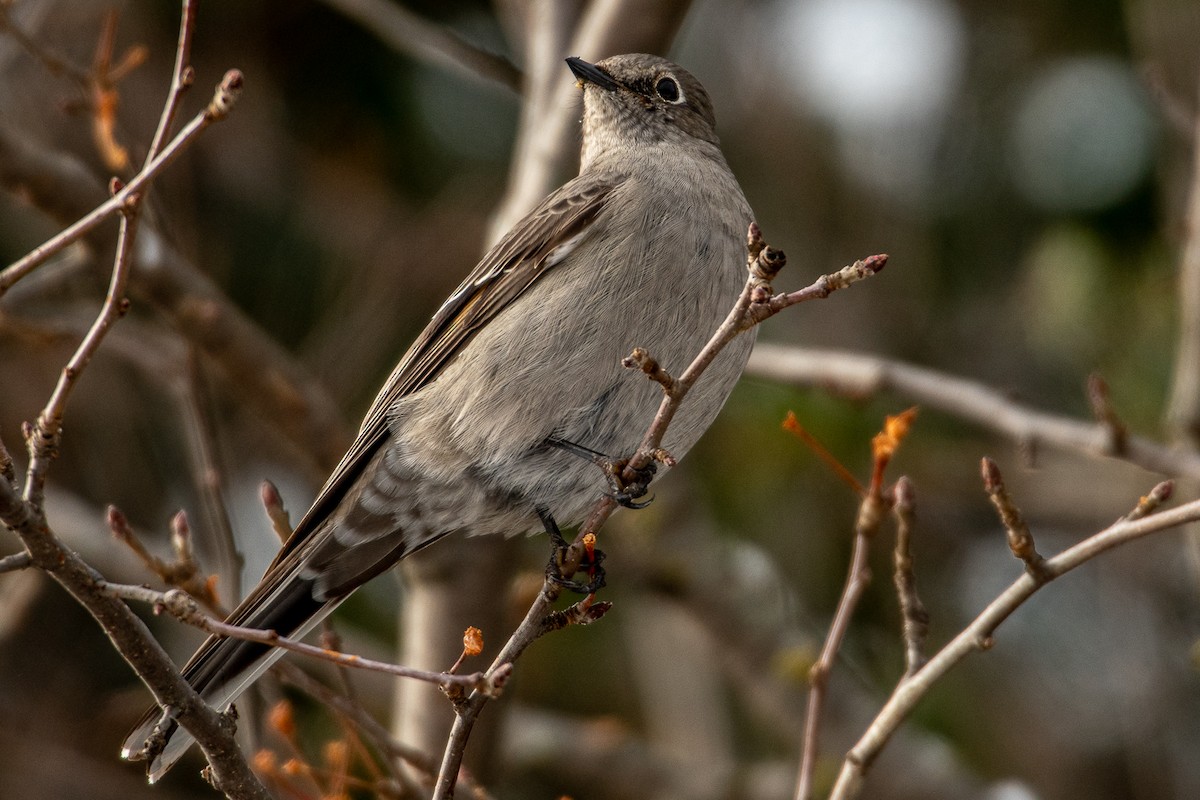 Townsend's Solitaire - ML280662941