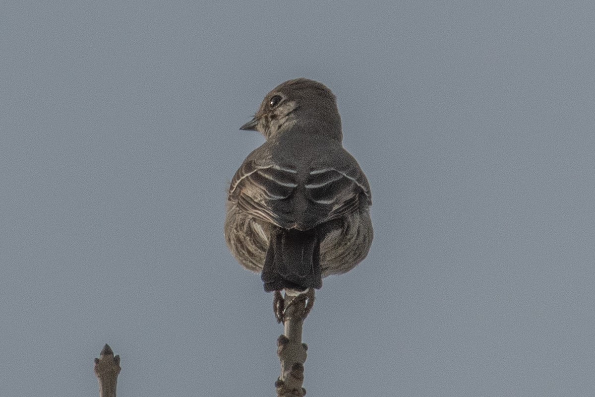 Townsend's Solitaire - ML280663021