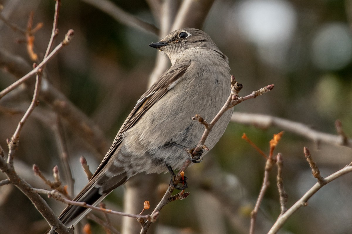 Townsend's Solitaire - ML280663031