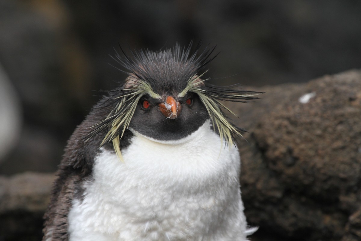 キタイワトビペンギン Ebird
