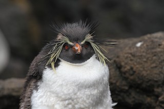 - Moseley's Rockhopper Penguin