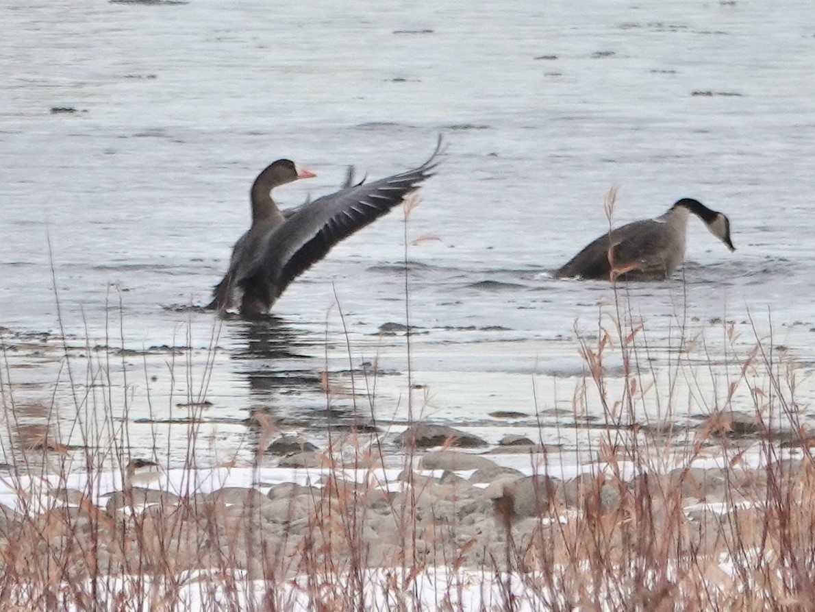 Greater White-fronted Goose - ML280672351