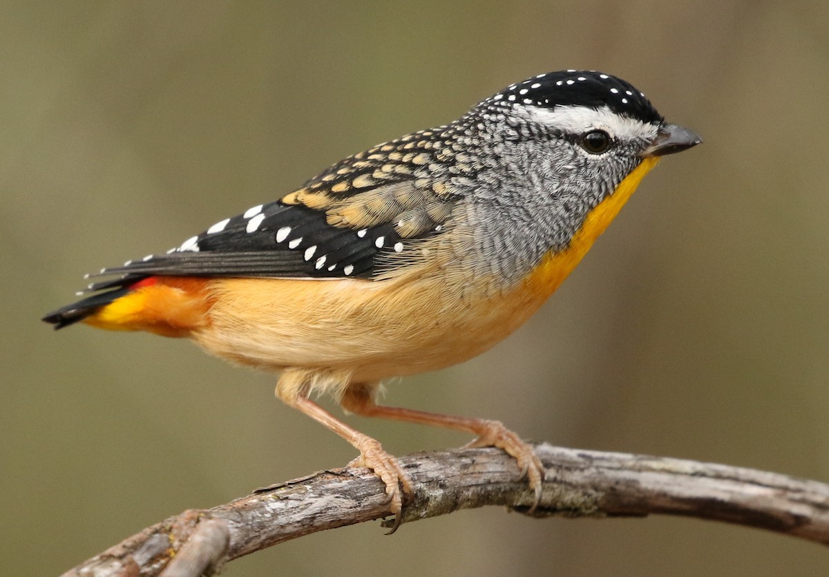 Spotted Pardalote - David Ongley