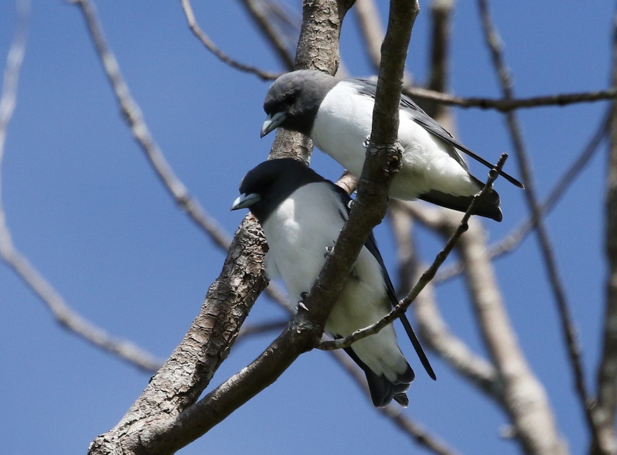 White-breasted Woodswallow - ML28067701