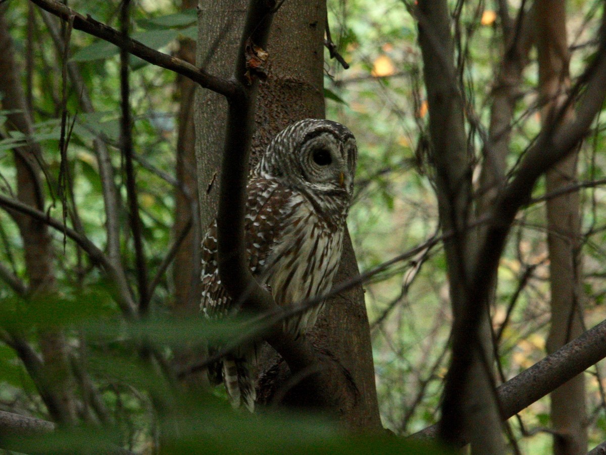 eBird Checklist - 10 Oct 2020 - Central Park--The Ravine (incl. The ...