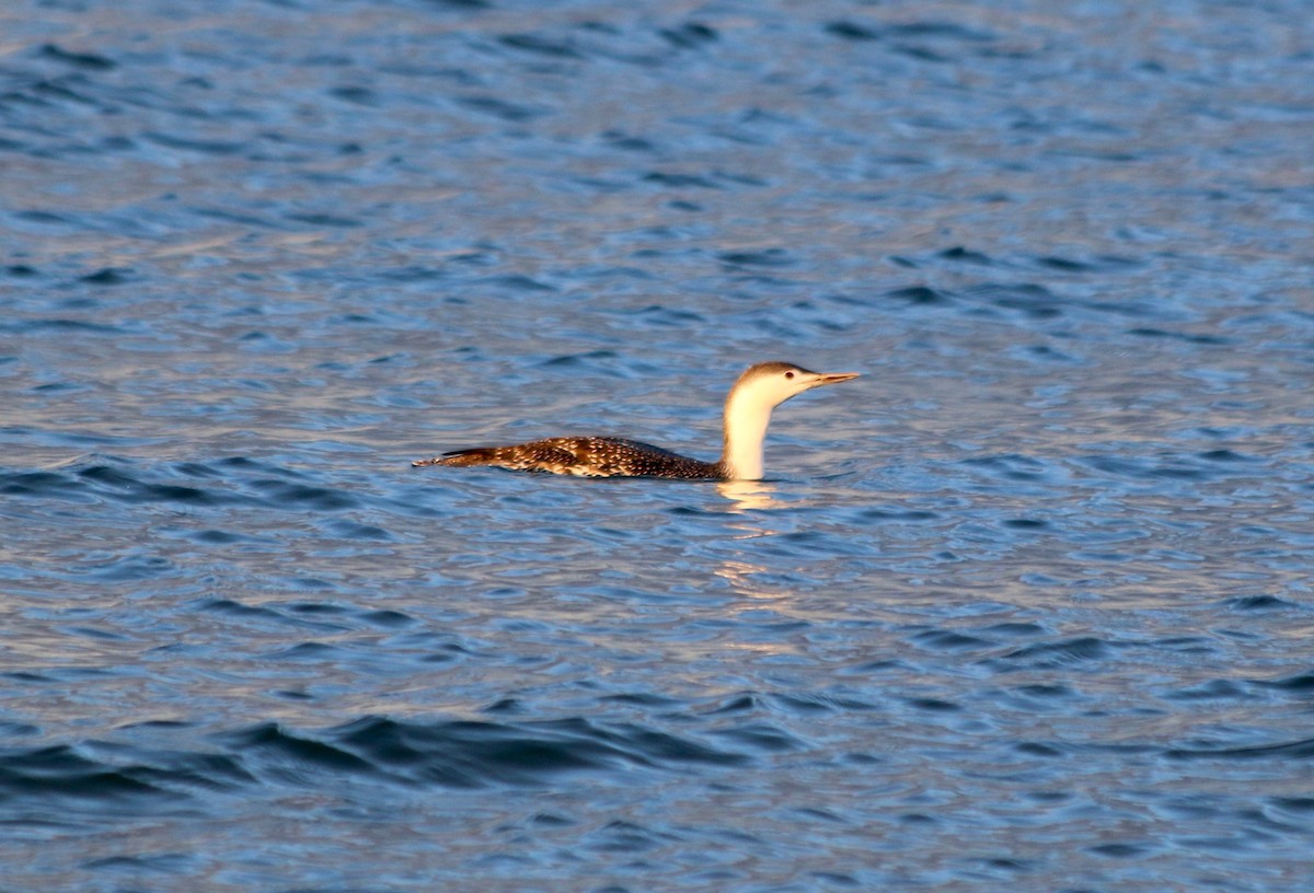 Red-throated Loon - ML280686961