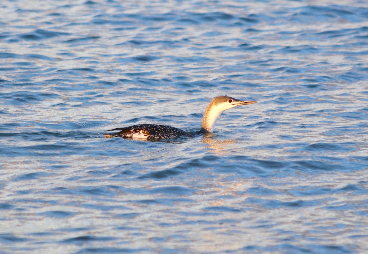 Red-throated Loon - ML280687021