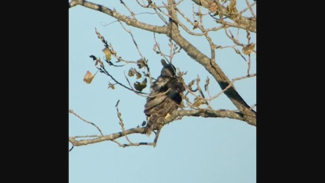 Red-tailed Hawk (Harlan's) - ML280687501