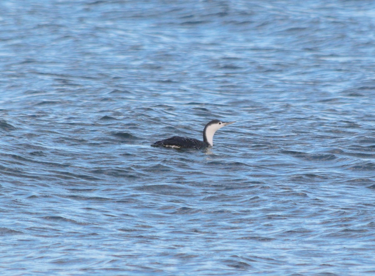 Red-throated Loon - ML280687571